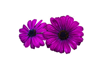 A picture of flowers, commonly known as african daisy, in the park during spring.