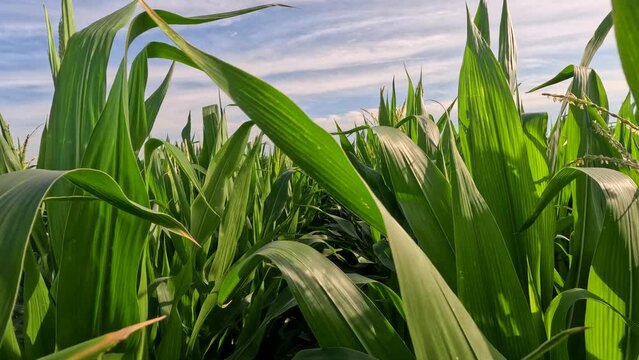 Deep within rows of healthy Green Corn Crops within an Agricultural Field. Plants are waving in the wind, set against a cloudy blue sky. Captured in late June in the Midwest, USA. Slow motion views.