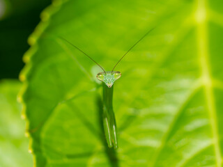 カメラを見つめるカマキリの幼虫