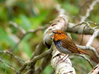 森の中で倒木に留まっているコマドリの雄