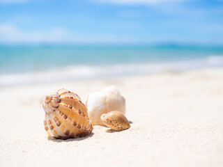Travel Nature concept, Shell Conch on Beach Summer Blue Sea Shore blur Background, Coast Ocean Island, Wave Water Tropical for Tourism Vacation Relax in Holidays, Beautiful Paradise Seascape.