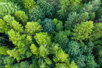 Muszyna Góra Malnik wieża widokowa poranek lato, dron © Maciej G. Szling