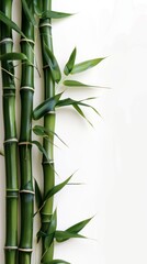 Fototapeta premium Green bamboo stems with leaves on white background, minimalist nature concept