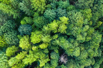 Muszyna Góra Malnik wieża widokowa poranek lato, dron © Maciej G. Szling