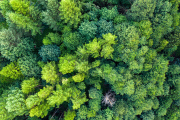 Muszyna Góra Malnik wieża widokowa poranek lato, dron © Maciej G. Szling