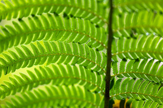Close up of Cyathea spinulosa (fern tree) leaf, in Keelung city, Taiwan.