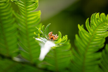 Close up of little spider hidden in the leaf of fern, in Keelung city, Taiwan.