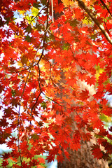 秋の山中で紅葉した木の葉