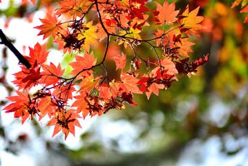 秋の山中で紅葉した木の葉