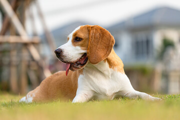 Cute puppy dog beagle portrait in a garden at evening. Adorable pet concept