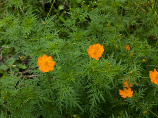 Orange flowers blooming in garden. Flower background. Nature concept.