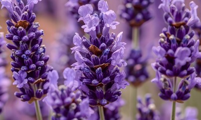 Purple Lavender Flowers in a Field