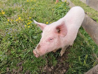A funny pink pig with a dirty snout stands on the green grass
