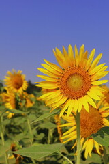 close up of beautiful yellow color common sunflower (helianthus annuus) in bloom, in the field in summer season, oil seed crops cultivation in india