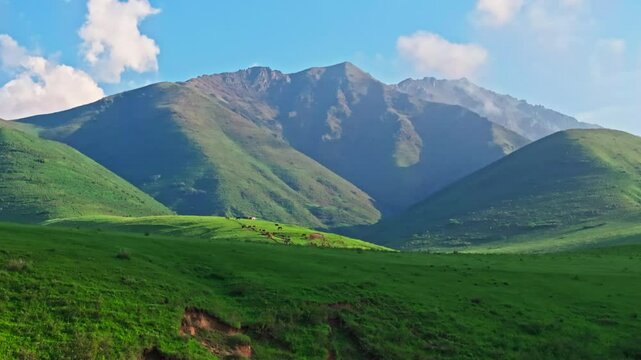 Grassy green jailoo pasture hills with grazing horses against majestic mountains at sunny spring afternoon. Revealing aerial drone pedestal camera movement shot.