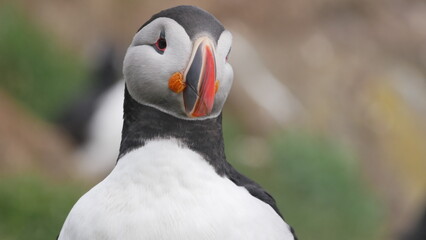 Puffin, a parrot of polar regions, a beautiful bird