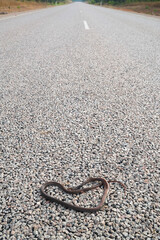 Dead sneak on a road in Northern Australia, roadkill