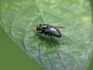 Flesh flies or Sarcophaga land on leaves