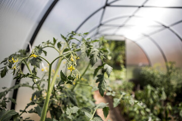 A new greenhouse made of polyethylene and polycarbonate with new beds of wood-polymer composite with pepper and tomato seedlings. The garden season. Greenhouses on a country plot.