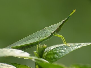 green grasshopper or Acrida cinerea perched on a leaf