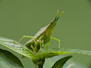 green grasshopper or Acrida cinerea perched on a leaf
