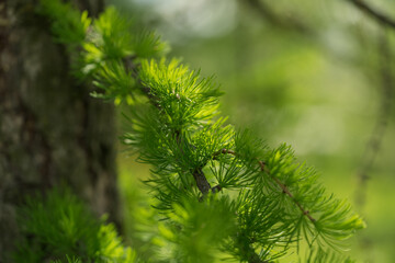 Larch branches closeup on a sunny summer day