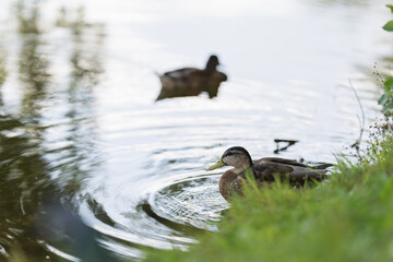 Duck resting on a lawn near pond on a summer day