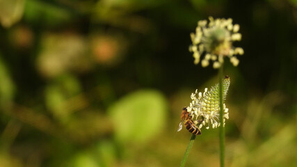 This macro photograph captures a bee collecting nectar 