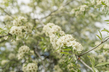 Willow leaf pear blossom in spring