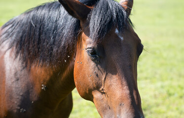 Flies swarm around the eye, in the eyelid and on the neck of a brown horse. Narrow depth of field