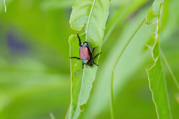 The Japanese beetle (Popillia japonica) is a species of scarab beetle 