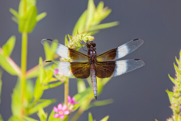 Widow Skimmer (Libellula luctuosa) Like most other dragonflies, the widow skimmer male is territorial and may patrol very large areas to search for females and to chase off other males.