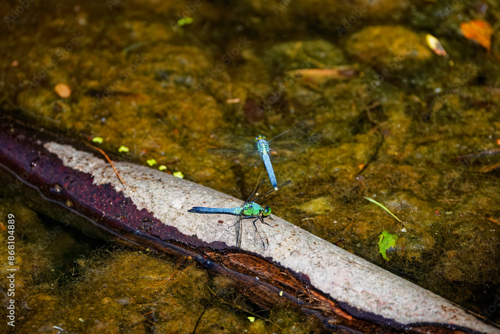 Sticker Eastern Pondhawk
(Erythemis simplicicollis) often preying on other dragonflies their size. They are the only skimmer species with a green face