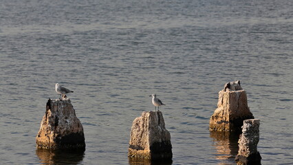 Laughing gulls -Leucophaeus atricilla- perched on shabby reinforced concrete posts, afternoon light on Cayo Granma Key west shore. Santiago-Cuba-453