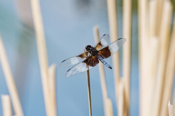 Widow Skimmer (Libellula luctuosa) Like most other dragonflies, the widow skimmer male is...