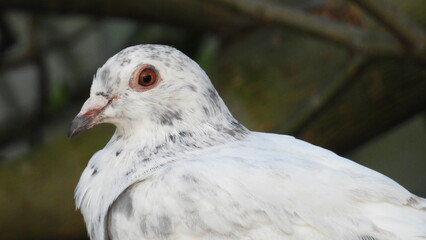 White bird perched on a branch