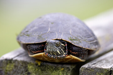 Midland painted turtle (Chrysemys picta marginata)