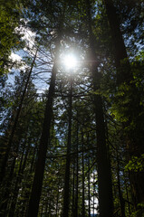 Sun rays sneaking through the pine trees canopy in a dense in a dense forest