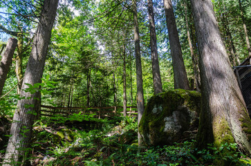 Uphill pathway leading to  the Cascade Falls located Northeast of Mission, British Columbia, Canada
