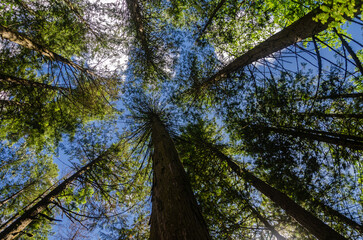 Vertical view of large old pine trees canopy in a dense evergreen forest