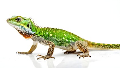 Naklejka premium green lizard on a white background, A Stunning Image of a Lizard Isolated on a White Background, Highlighting Its Intricate Scales and Unique Features