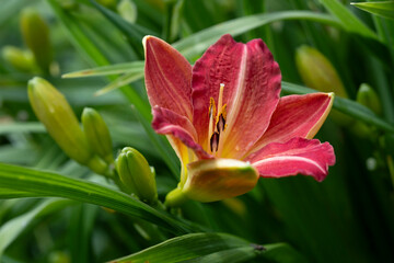 Red golden-yellow-throated Daylily or Hemerocallis 'Autumn Red' flower and buds in a green garden. Focus on the stamens