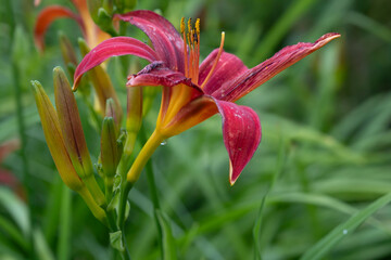 Red golden-yellow-throated Daylily or Hemerocallis 'Autumn Red' flower and buds in a blurred green garden. Focus on the stamens