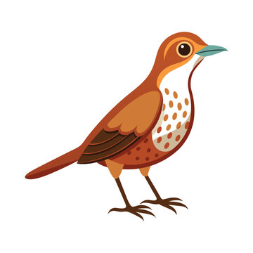 recommend clip art: Illustration of a Wood Thrush animal