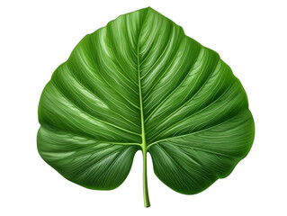 Fototapeta premium Vibrant green tropical leaf with intricate veins, isolated on white background. Perfect for nature, botanical, or natural beauty themes.