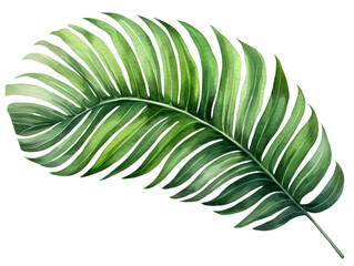 A detailed illustration of a vibrant green palm leaf isolated on a white background, showcasing intricate patterns and natural beauty.