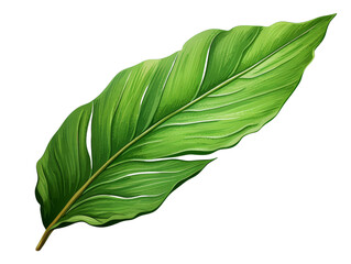 Obraz premium Close-up illustration of a vibrant green leaf with detailed veins, isolated on a white background. Perfect for botanical or nature-themed designs.
