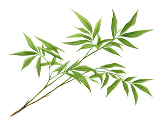 A detailed illustration of a green bamboo branch with leaves, isolated on a transparent background, ideal for nature and botanical designs.