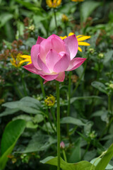 Fototapeta premium Pink lotus flower on a dwarf variety. Nelumbo nucifera 'Akari' growing in a water bowl in a garden in Tokyo