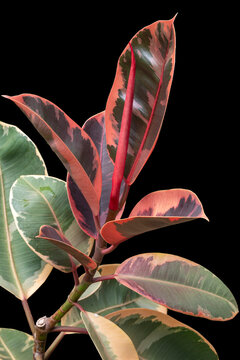Ficus elastica 'Ruby', a variegated rubber plant cultivar with leaves that emerge a bright ruby red.
